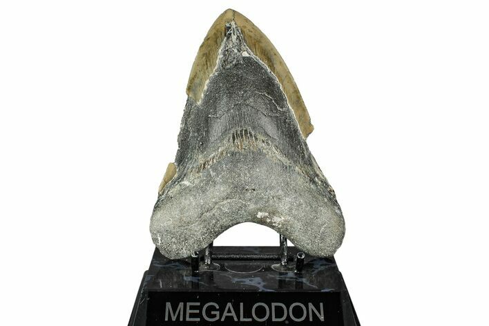 Bargain, Fossil Megalodon Tooth - Serrated Blade #343383